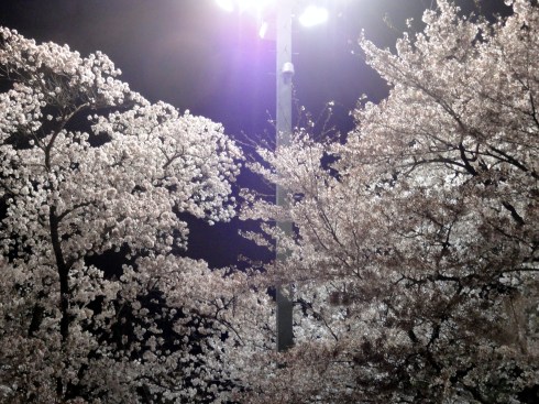 taken in Gyeongju, Korea