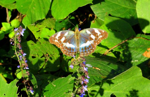 taken on Sapshido Island, Korea
