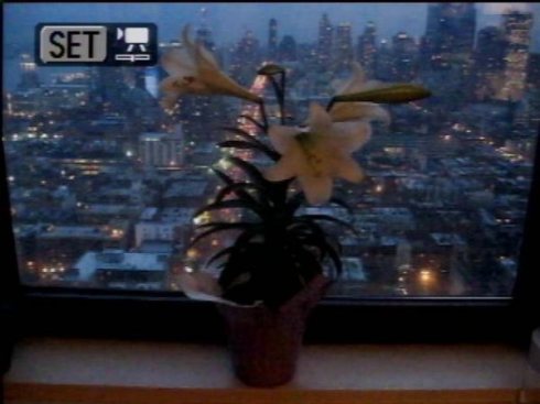 copyright Lora Mitchell