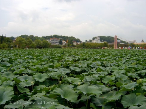 lotus pond