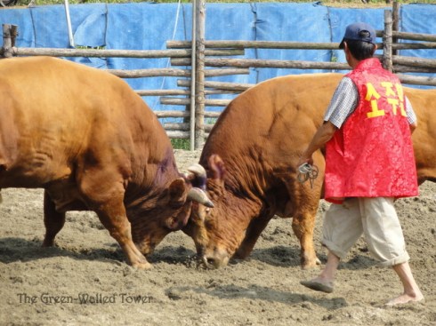 bullfighting 8