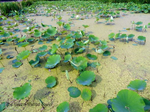 Lotus pond