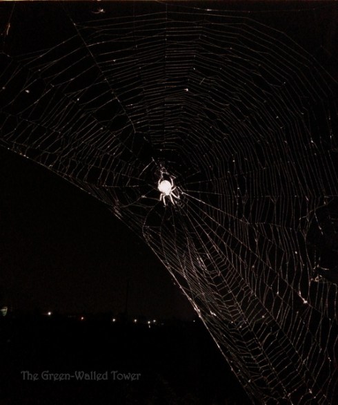 Spider web
