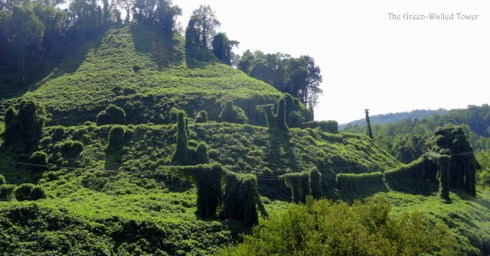 Much Ado about Kudzu