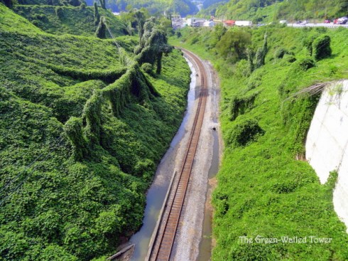 Much Ado about Kudzu