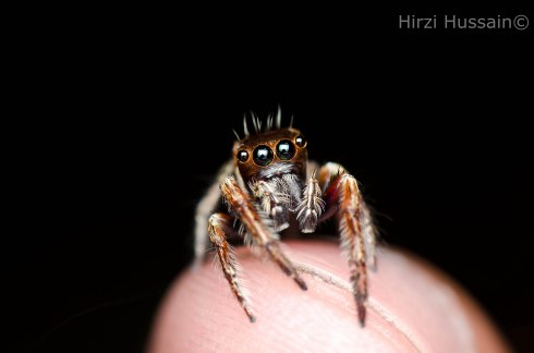 This little guy just arrived from someone's nightmare.