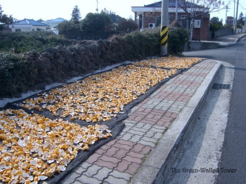 lemon peel drying in Jeju