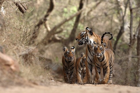 'Machali' Queen of Ranthambhore with her 3 cubs on 9 June 2007