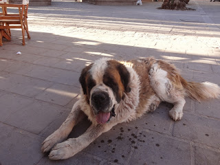 st. bernard