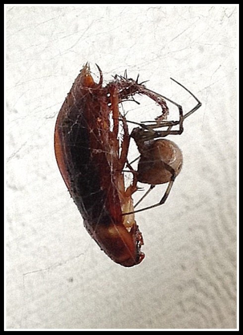 copyright Douglas M. MacIlroy