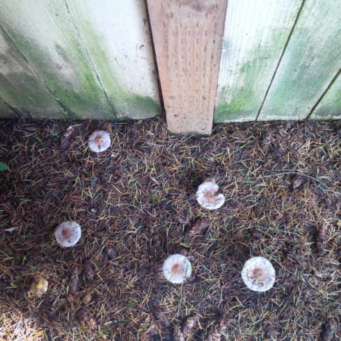 copyright Erin Leary