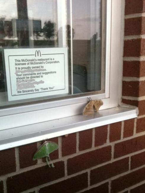 copyright Madison Woods