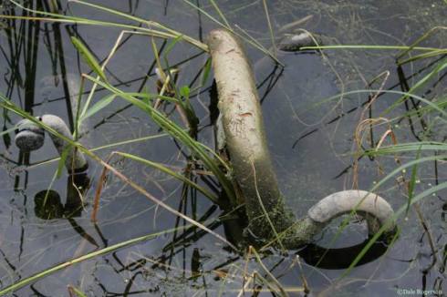 copyright Dale Rogerson