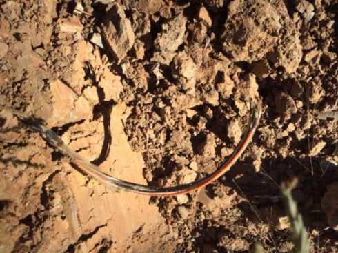 copyright Connie Gayer