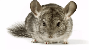chinchilla gif