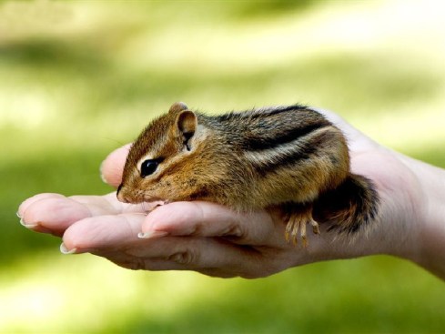chipmunk 2