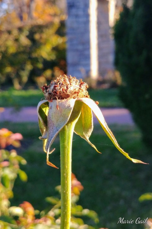 FF194 Marie Gail Stratford